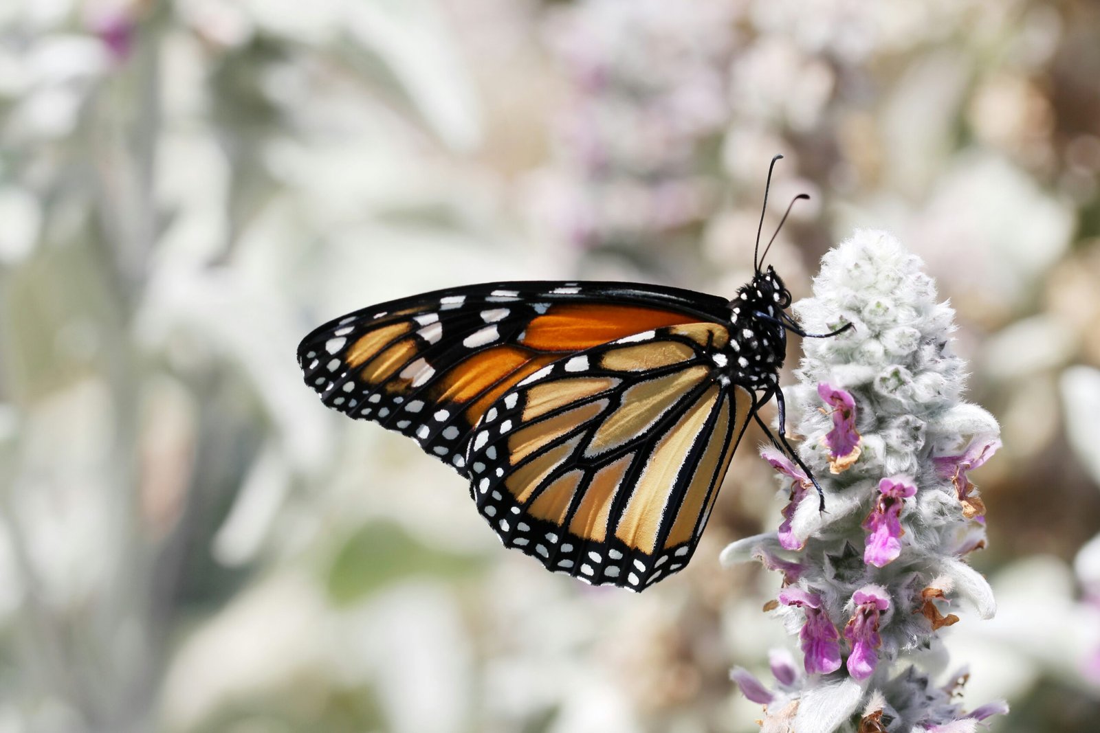 The Metamorphosis: Reflections, Accountability And Greater Tomorrow 